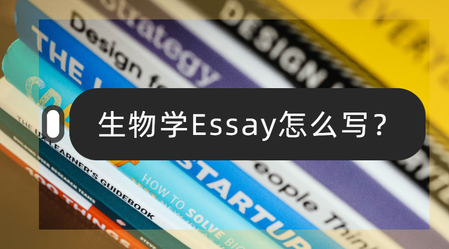 Essay怎么写