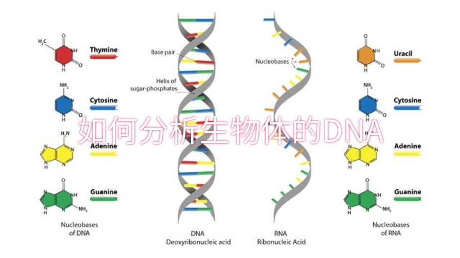 如何分析生物体的DNA